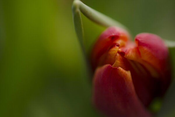 The bud of a pink tulip opens