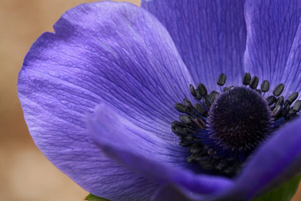 La fleur d anémone est une très belle plante