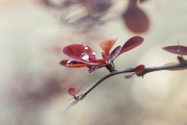 Der Moment der Blüte ist Frühling