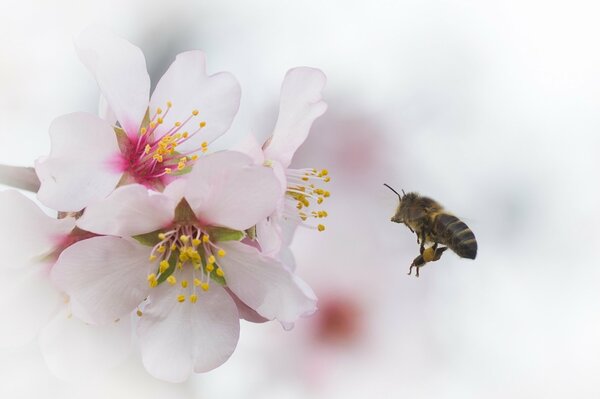 La abeja recoge polen de una flor