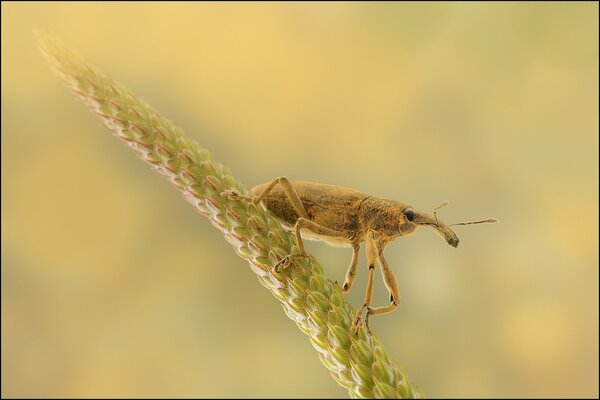 A weevil sitting on a spikelet of a plant