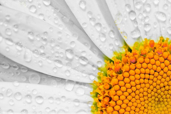 Macro photo of chamomile with dew on the petals