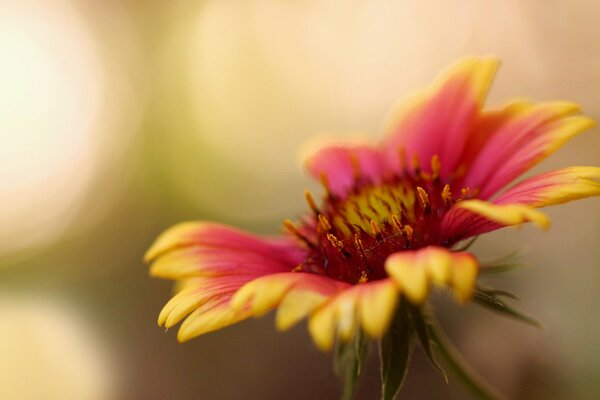 Flor solitaria con pétalos de color amarillo - rojo