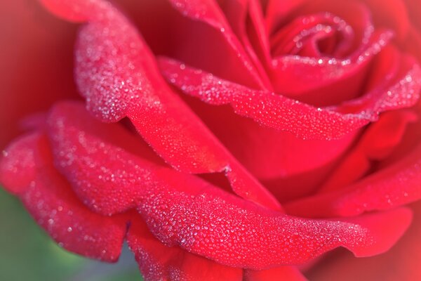 Rosa con gotas de rocío en pétalos