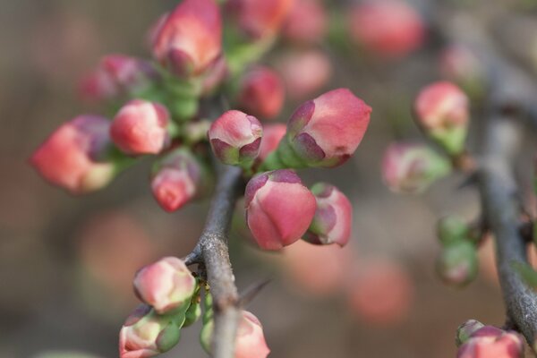 Macro photo of a branch with quince buds