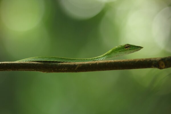 Macro serpente verde piano su un ramo