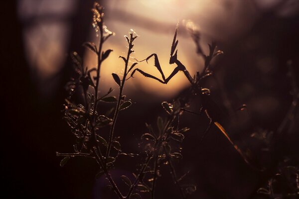 Mantis on a branch of a sunset plant