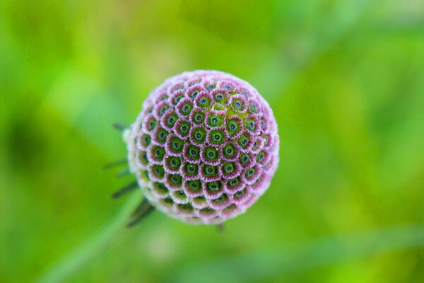 An exotic spherical plant with many flowers