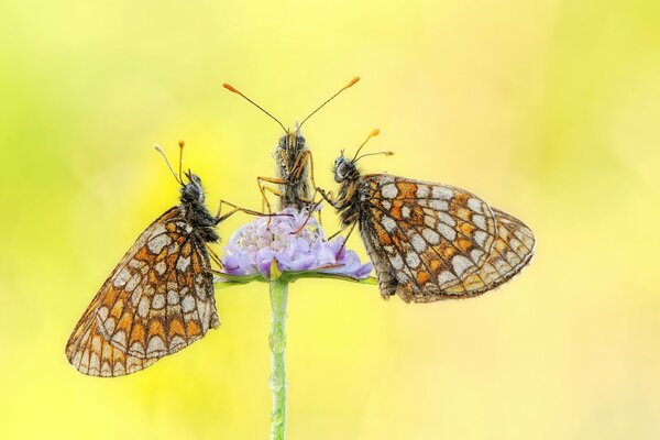 Three butterflies on a flower collect dew