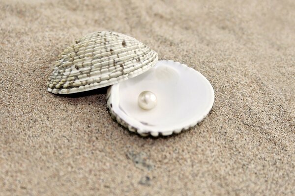 Coquillage ouvert avec des perles sur le sable