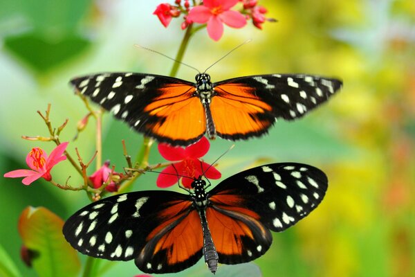 Dos polillas en una flor roja