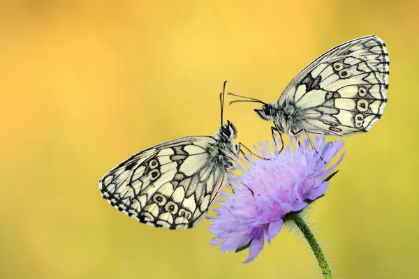 Deux papillons assis sur une fleur pourpre