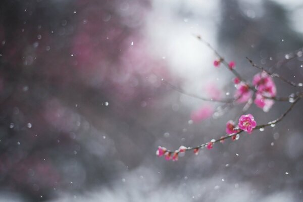 A branch with pink flowers in February