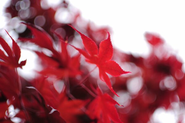 Macro de feuilles rouges automne