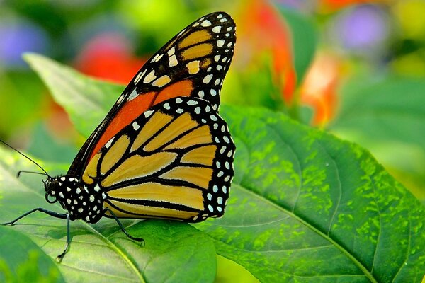 Mariposa multicolor en una hoja verde