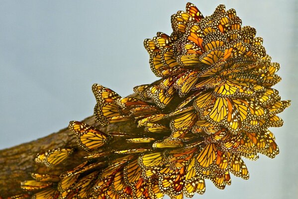 Gelbe Schmetterlinge auf einem Baum