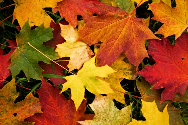 Herbstlich gefärbte Blätter liegen auf dem Gras