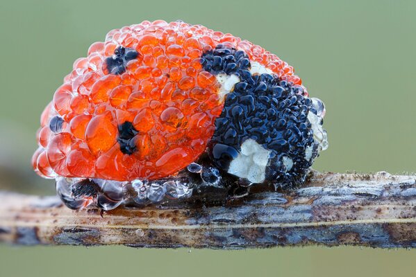 Insect ladybug in dew drops