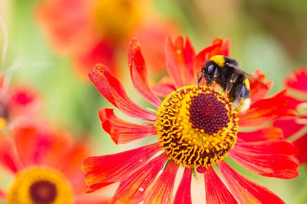 Bumblebee receives nectar from the amazing beauty of the red-yellow plant on a sunny summer day