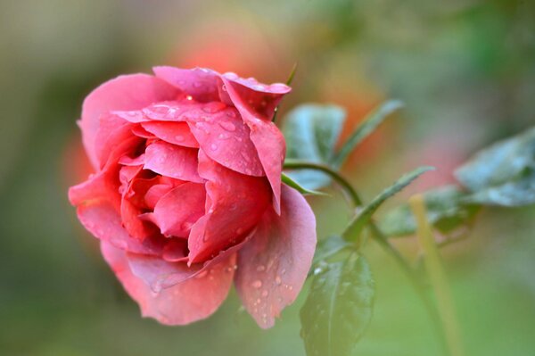 Pink rose with dew on the petals