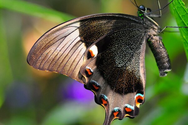 Schwarzer und weißer Schmetterling mit glänzenden Flügeln auf einem Blatt