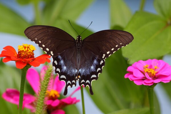 Papillon sur fond de couleurs vives