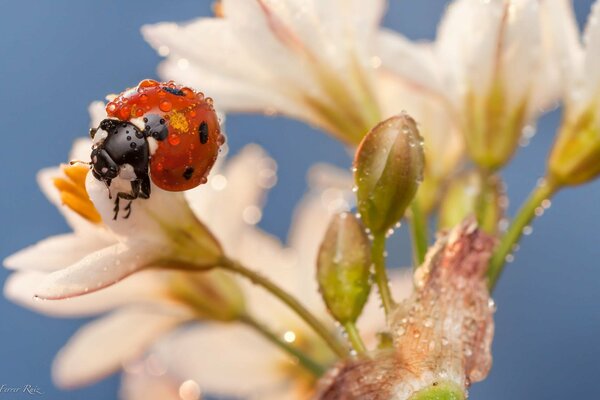 La mariquita de juoga en las flores blancas bebe el rocío