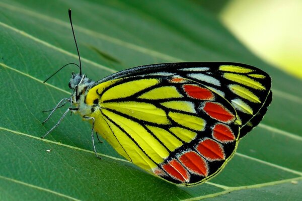 Ein schöner mehrfarbiger Schmetterling sitzt auf einem Blatt