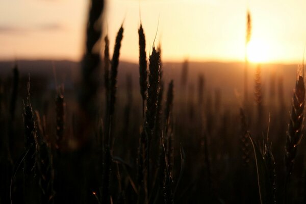 Weizen-Ährchen auf Sonnenuntergang Hintergrund