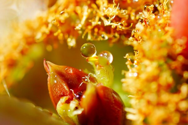 Foglie di fiore con gocce d acqua