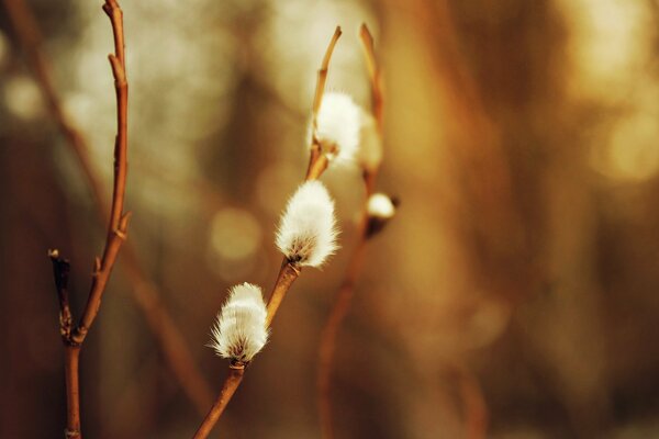 Macro image of a tender willow