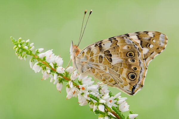 Bella farfalla sui fiori bianchi