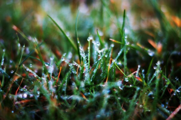 Morning dew on the grass