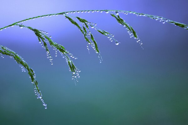 Brin d herbe dans la rosée du matin sous macro zoom