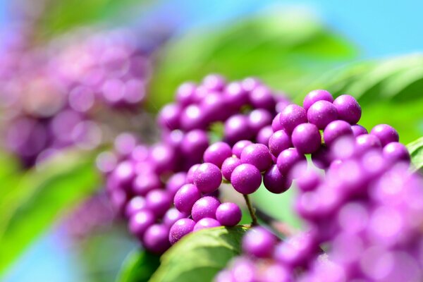 Lilac glare of the berries of the beautiful fruit