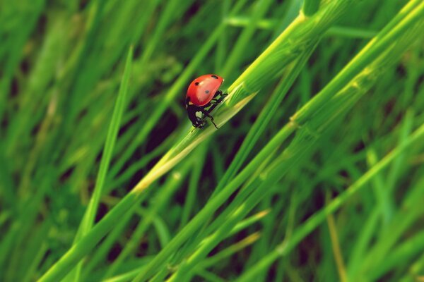 Ladybug crawling on the green grass