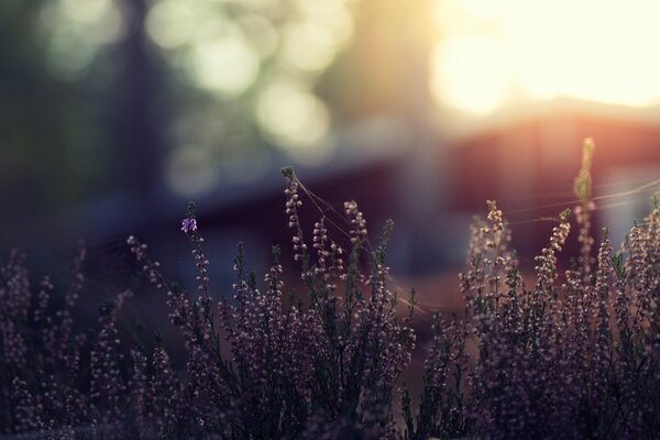 Foto macro di erba con bokeh