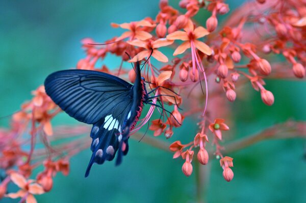 Butterfly close-up on a flowering branch