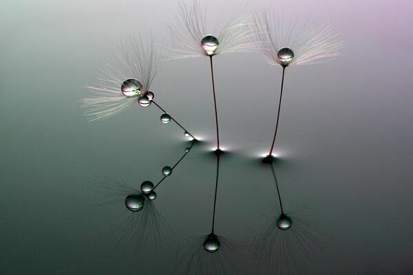 Dandelion parachutes on the water surface