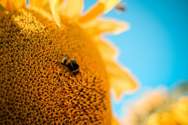 Fotografía macro de un abejorro en un girasol