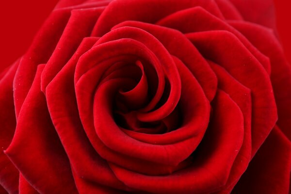 Rosa roja micro fotografía belleza