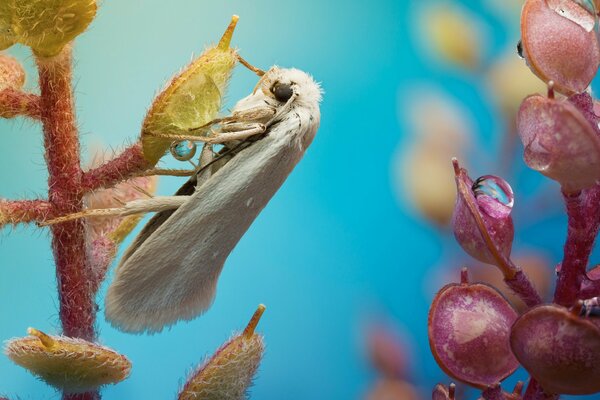 Weißer Frühling Schmetterling