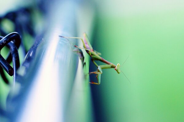 Insecto mantis sentado en un tubo de metal