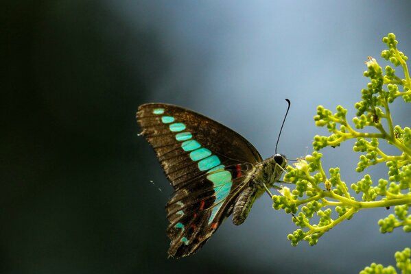 Papillon avec des ailes noires et bleues sur le bourgeon