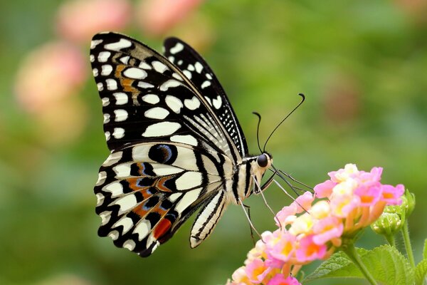 A beautiful butterfly sits on a flower