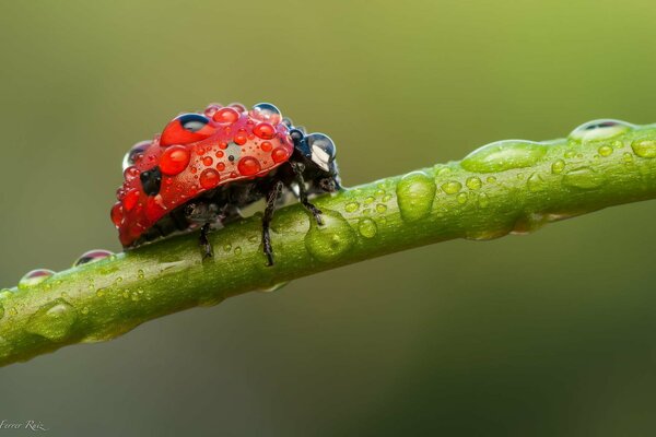 Foto macro di coccinella sullo stelo dopo la pioggia