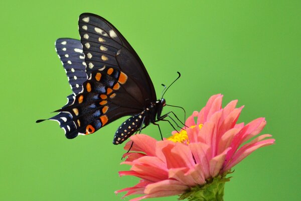 A black butterfly on a pink flower