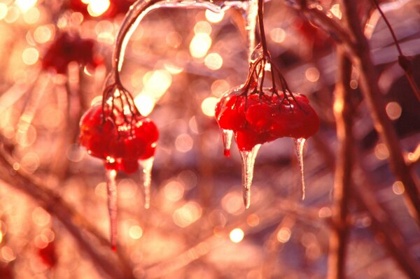 Glaçons de glace sur le sorbier rouge