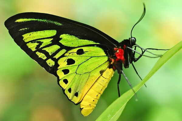 Papillon vert clair brillant avec des taches noires sur la tige