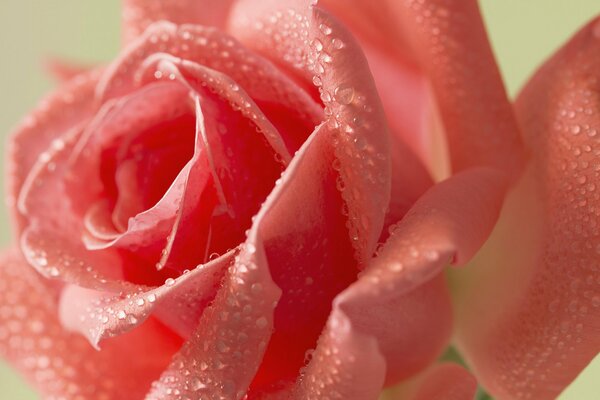 Belle rose dans les gouttes de rosée